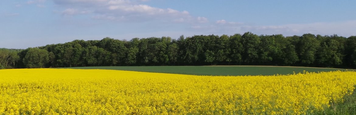 Rapsfeld Mecklenburg